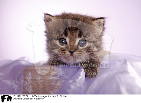 Deutsch Langhaar Ktzchen / German Longhair kitten / RR-23779