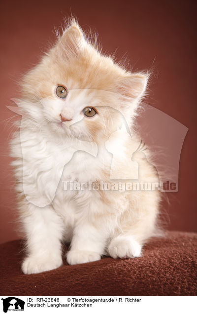 Deutsch Langhaar Ktzchen / German Longhair kitten / RR-23846