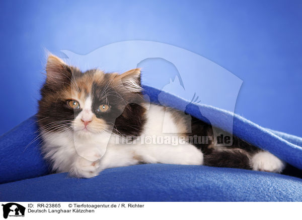 Deutsch Langhaar Ktzchen / German Longhair kitten / RR-23865