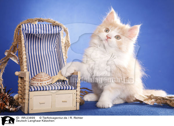 Deutsch Langhaar Ktzchen / German Longhair kitten / RR-23899