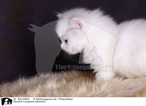 Deutsch Langhaar Ktzchen / German Longhair Kitten / BS-02804