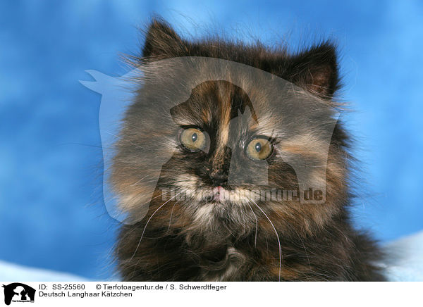 Deutsch Langhaar Ktzchen / German Longhair kitten / SS-25560