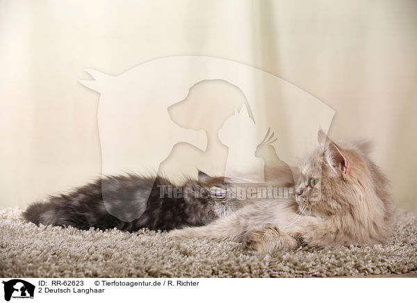 2 Deutsch Langhaar / 2 German Longhair Cats / RR-62623