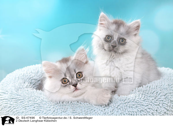 2 Deutsch Langhaar Ktzchen / 2 German Longhair Kitten / SS-47496