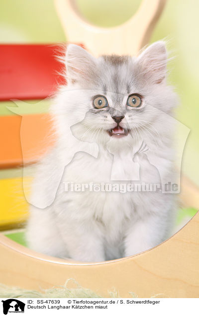 Deutsch Langhaar Ktzchen miaut / mewing German Longhair Kitten / SS-47639