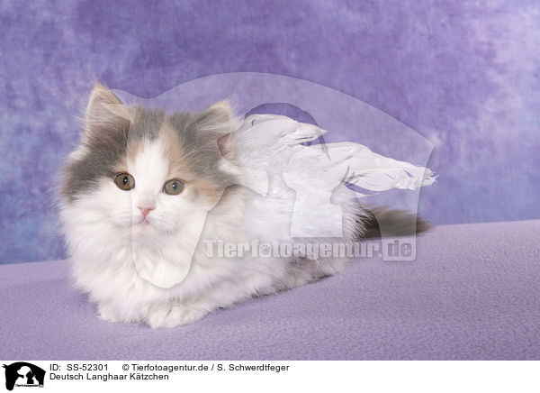 Deutsch Langhaar Ktzchen / German Longhair Kitten / SS-52301