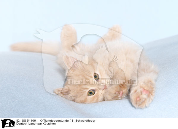 Deutsch Langhaar Ktzchen / German Longhair Kitten / SS-54106