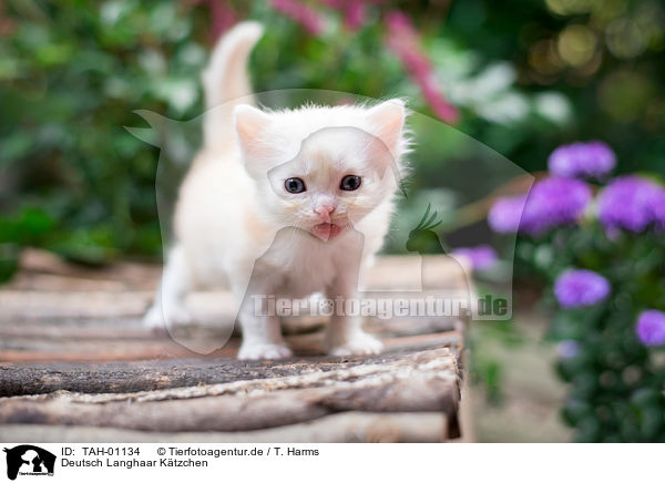 Deutsch Langhaar Ktzchen / German Longhair Kitten / TAH-01134