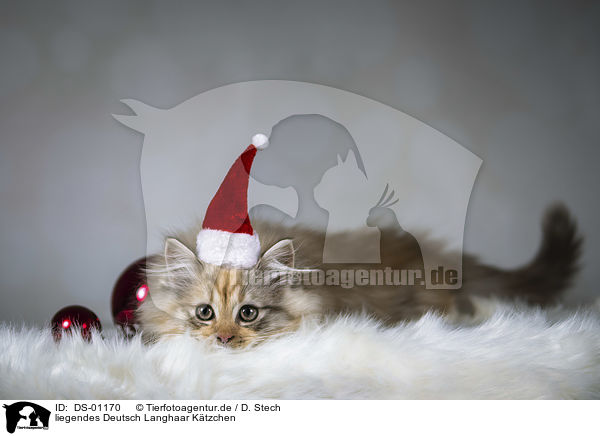 liegendes Deutsch Langhaar Ktzchen / lying German Longhair Kitten / DS-01170