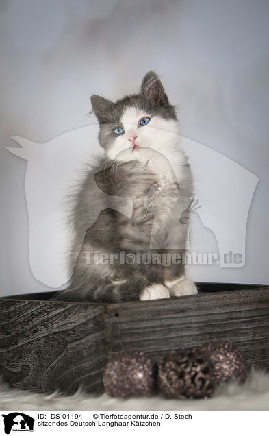 sitzendes Deutsch Langhaar Ktzchen / sitting German Longhair Kitten / DS-01194