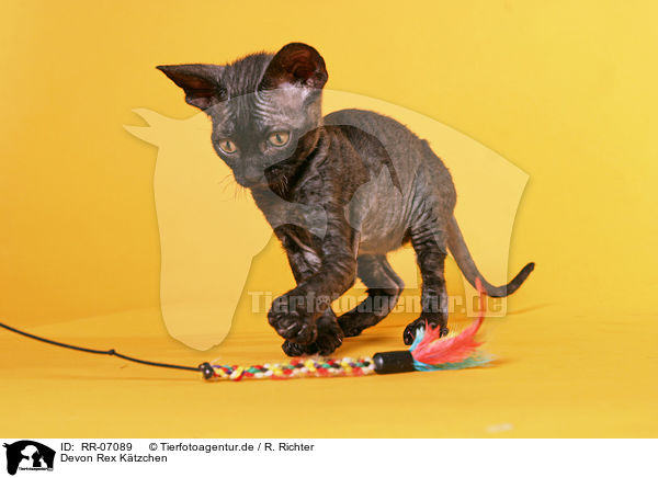 Devon Rex Ktzchen / Devon Rex Kitten / RR-07089