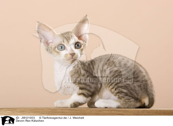 Devon Rex Ktzchen / Devon Rex Kitten / JW-01003