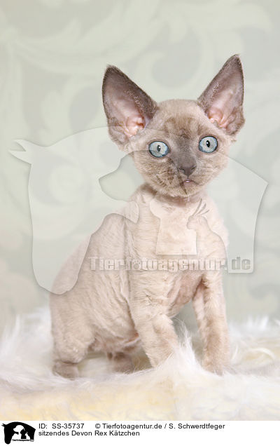 sitzendes Devon Rex Ktzchen / sitting Devon Rex kitten / SS-35737