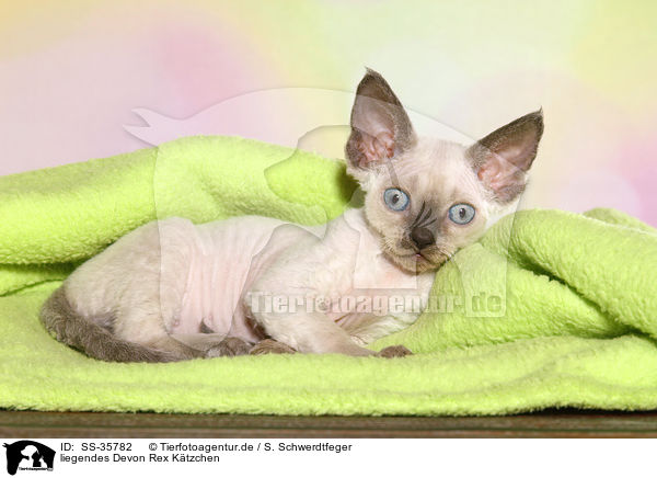 liegendes Devon Rex Ktzchen / lying Devon Rex kitten / SS-35782