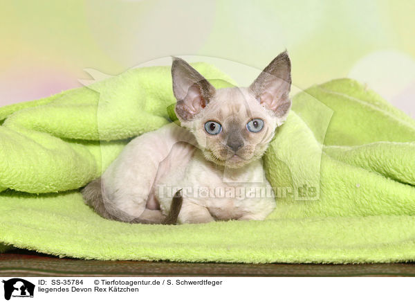 liegendes Devon Rex Ktzchen / lying Devon Rex kitten / SS-35784