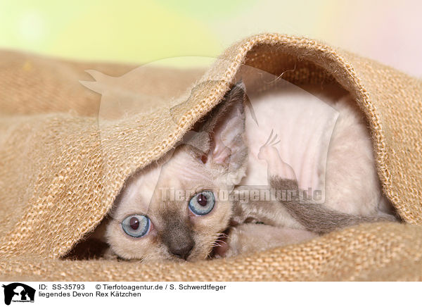 liegendes Devon Rex Ktzchen / lying Devon Rex kitten / SS-35793