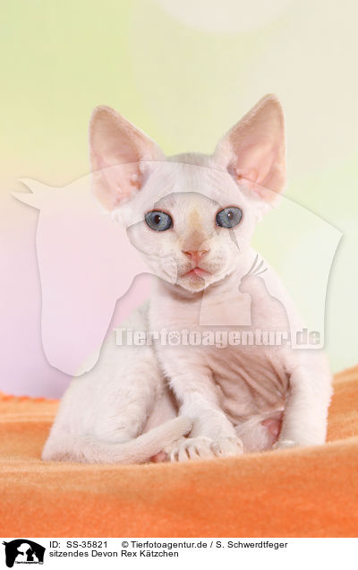 sitzendes Devon Rex Ktzchen / sitting Devon Rex kitten / SS-35821