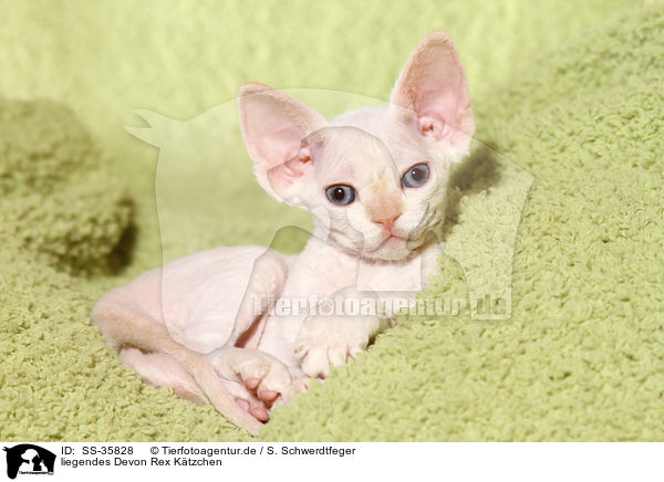 liegendes Devon Rex Ktzchen / lying Devon Rex kitten / SS-35828