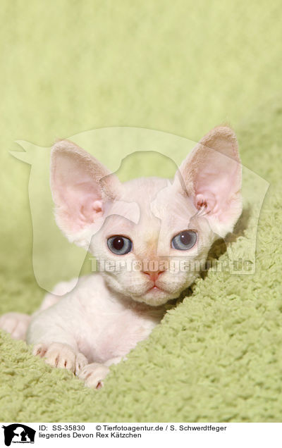 liegendes Devon Rex Ktzchen / lying Devon Rex kitten / SS-35830