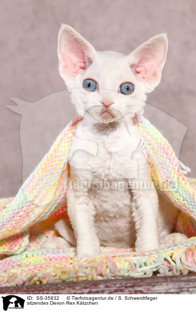 sitzendes Devon Rex Ktzchen / sitting Devon Rex kitten / SS-35832