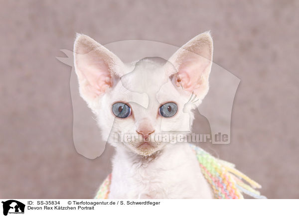 Devon Rex Ktzchen Portrait / Devon Rex kitten Portrait / SS-35834