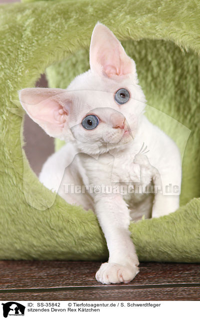 sitzendes Devon Rex Ktzchen / sitting Devon Rex kitten / SS-35842