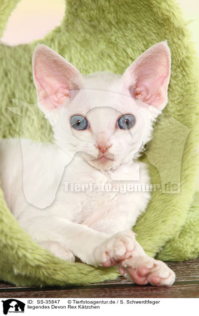 liegendes Devon Rex Ktzchen / lying Devon Rex kitten / SS-35847