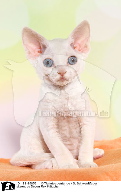 sitzendes Devon Rex Ktzchen / sitting Devon Rex kitten / SS-35852