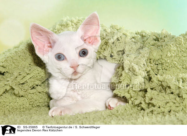 liegendes Devon Rex Ktzchen / lying Devon Rex kitten / SS-35865