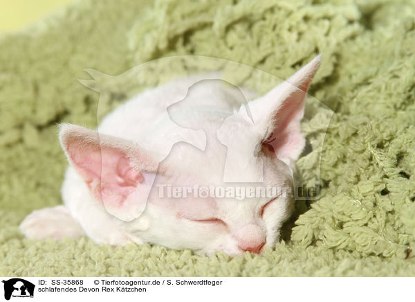 schlafendes Devon Rex Ktzchen / sleeping Devon Rex kitten / SS-35868