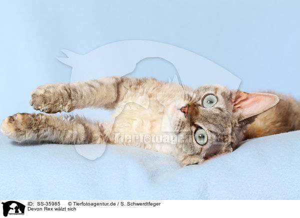 Devon Rex wlzt sich / rolling Devon Rex / SS-35985