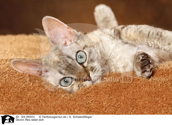 Devon Rex wlzt sich / rolling Devon Rex / SS-36003