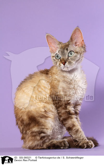 Devon Rex Portrait / Devon Rex Portrait / SS-36021