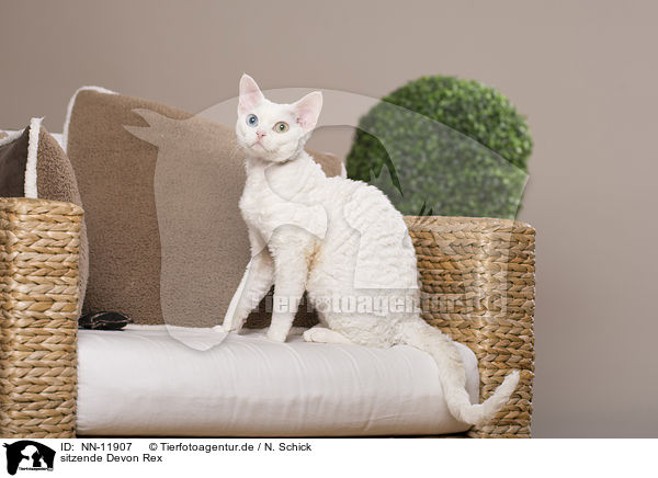 sitzende Devon Rex / sitting Devon Rex / NN-11907