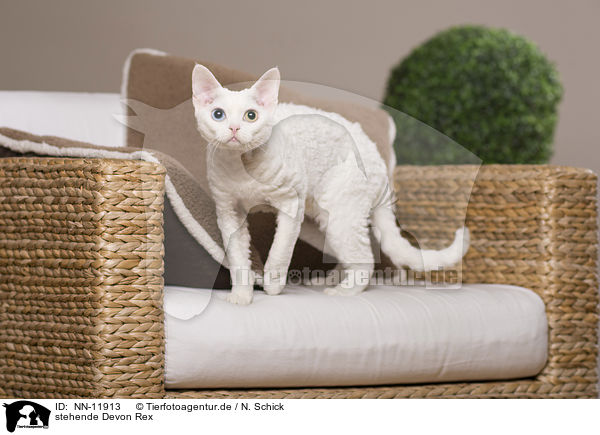 stehende Devon Rex / NN-11913