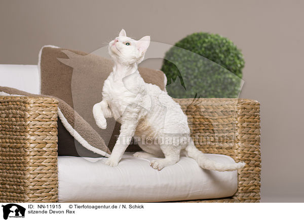 sitzende Devon Rex / sitting Devon Rex / NN-11915