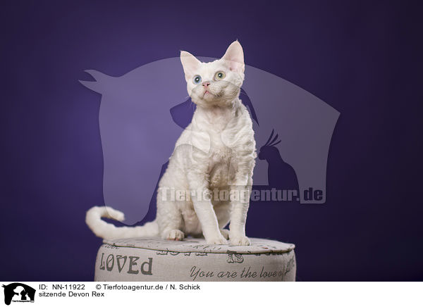 sitzende Devon Rex / sitting Devon Rex / NN-11922