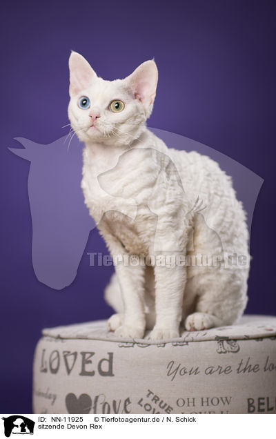 sitzende Devon Rex / sitting Devon Rex / NN-11925