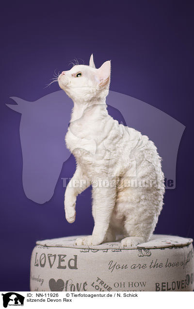 sitzende Devon Rex / sitting Devon Rex / NN-11926