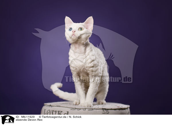 sitzende Devon Rex / sitting Devon Rex / NN-11929