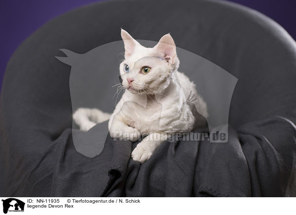 liegende Devon Rex / lying Devon Rex / NN-11935