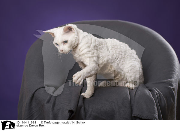 sitzende Devon Rex / sitting Devon Rex / NN-11938