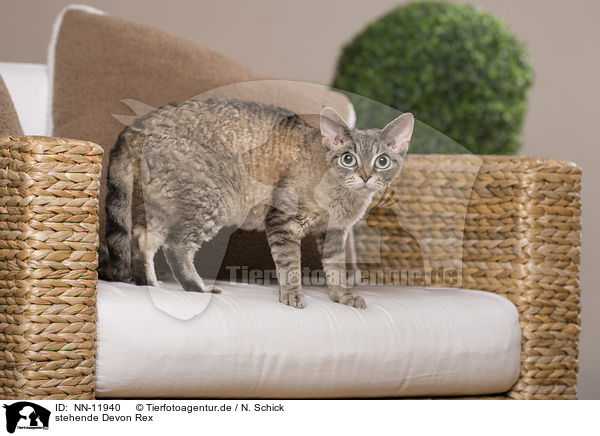 stehende Devon Rex / standing Devon Rex / NN-11940