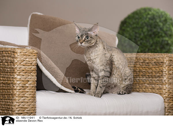 sitzende Devon Rex / sitting Devon Rex / NN-11941