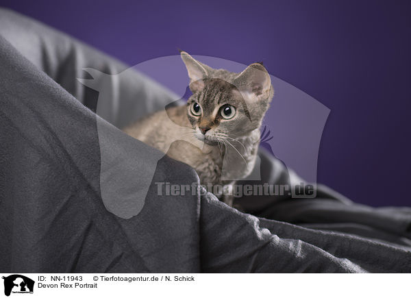 Devon Rex Portrait / Devon Rex Portrait / NN-11943