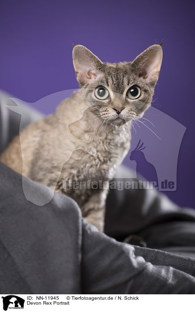 Devon Rex Portrait / Devon Rex Portrait / NN-11945