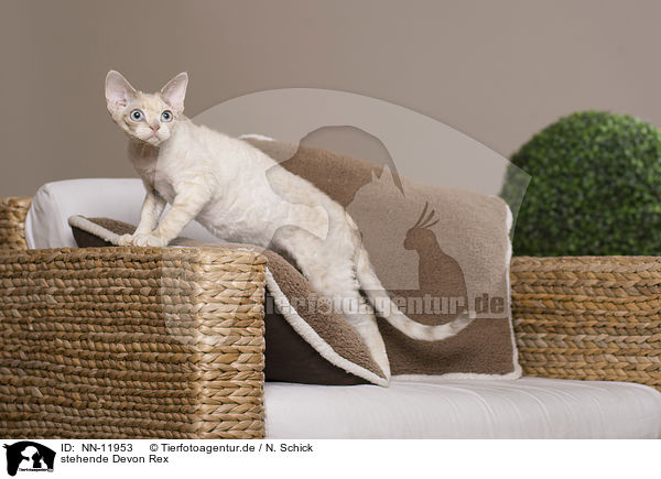 stehende Devon Rex / NN-11953