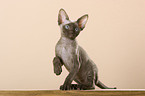 Devon Rex Ktzchen