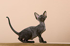 Devon Rex Ktzchen