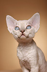 Devon Rex Portrait